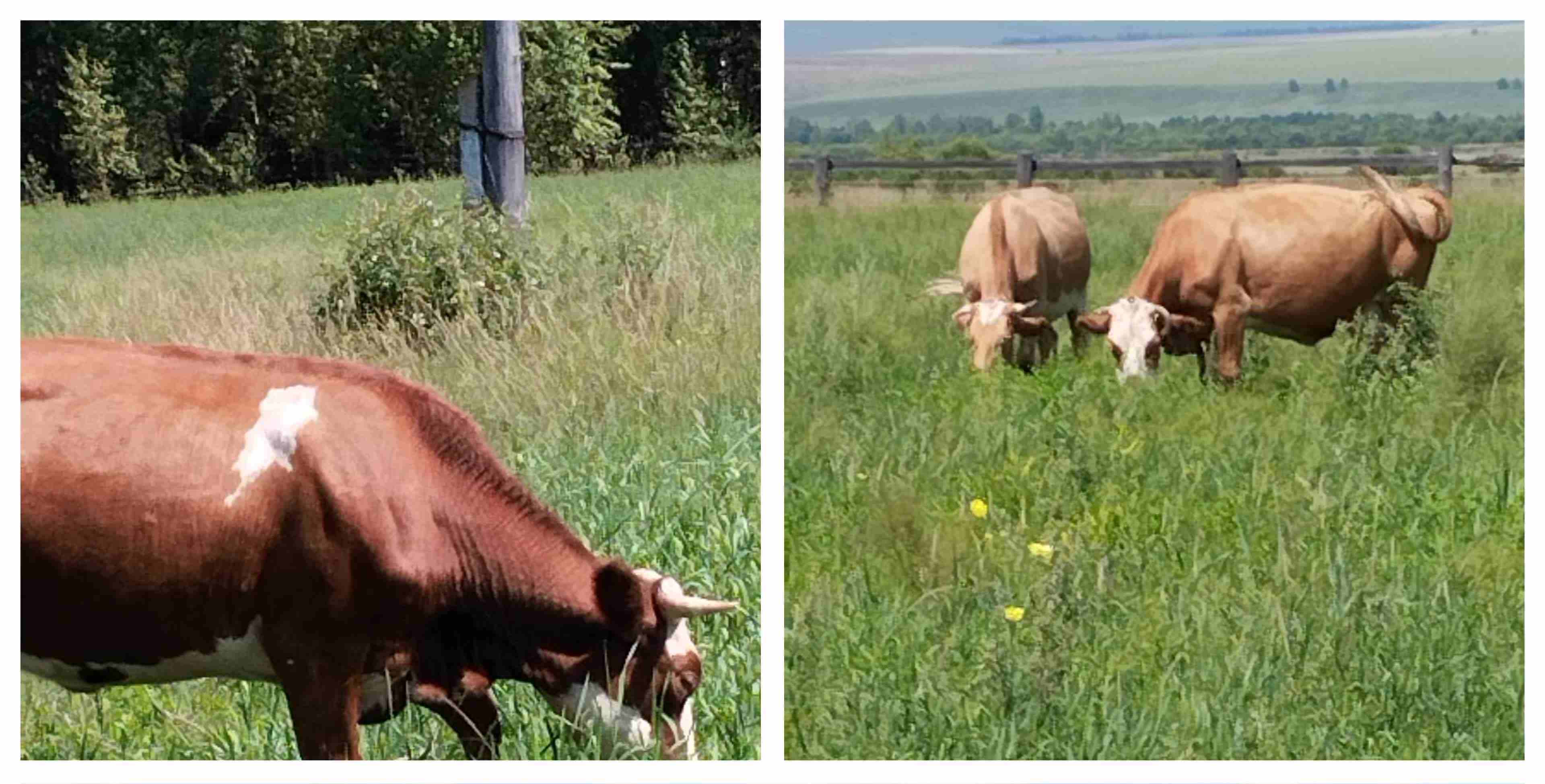 В селе Бурятии 42 коровы напакостили на полях местного предпринимателя