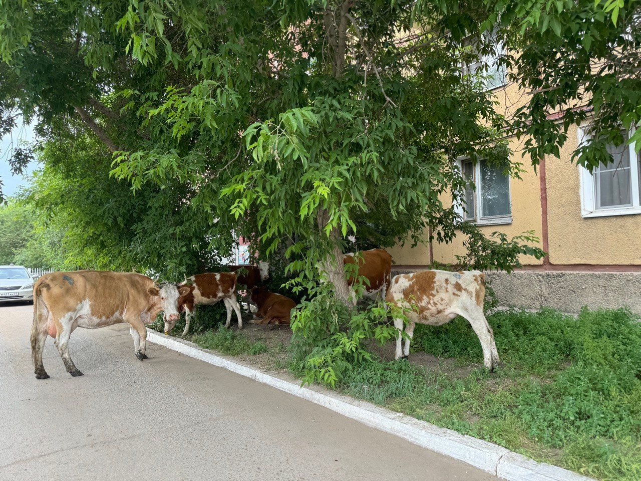 В Улан-Удэ коровы гуляют сами по себе в микрорайоне Сокол